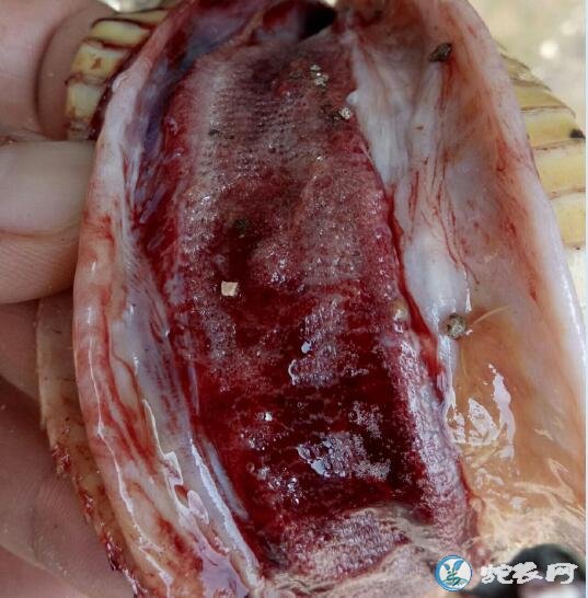 蛇肺炎如何给药?为什么有蛇友说蛇肺炎没救了?