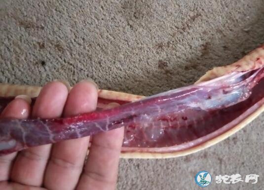 蛇肺炎如何给药?为什么有蛇友说蛇肺炎没救了?