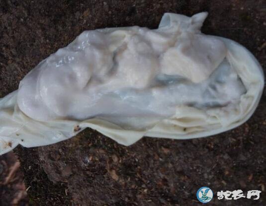 母蛇怀蛋消失、粪便发现残留蛇蛋是怎么回事?