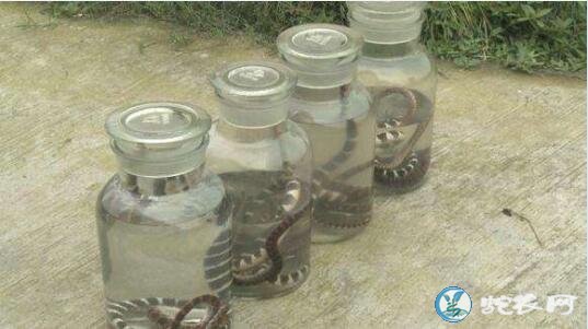 蛇泡酒里面需要冰糖吗?