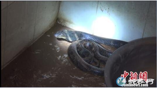 2.4米长眼镜王蛇爬入农户家浴室“蜕皮”