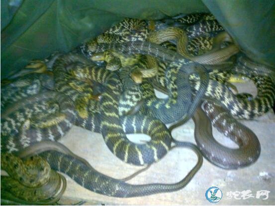 王锦蛇一年长几斤