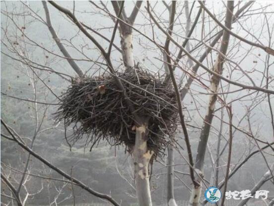农村有人爱去收集喜鹊窝,喜鹊窝有什么用途呢?