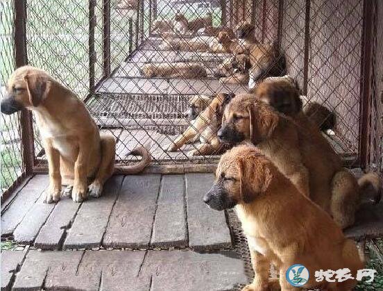 肉狗苗的价格