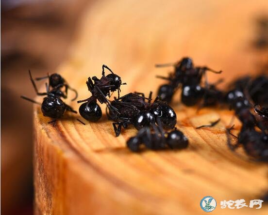 吃黑蚂蚁禁忌