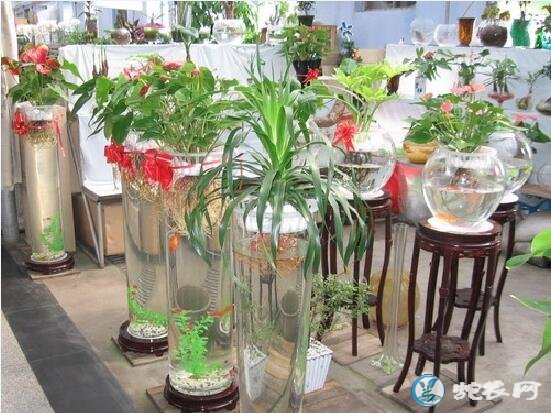 花卉无土栽培