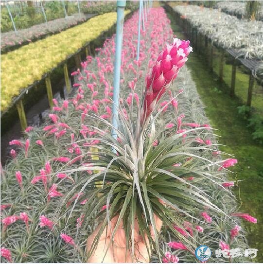 花卉无土栽培