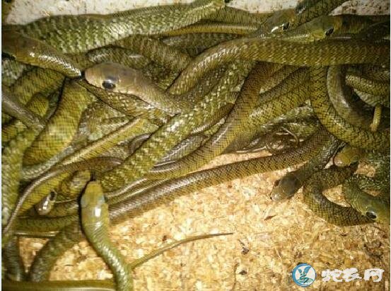 越南水律蛇与海南水律蛇有什么区别?