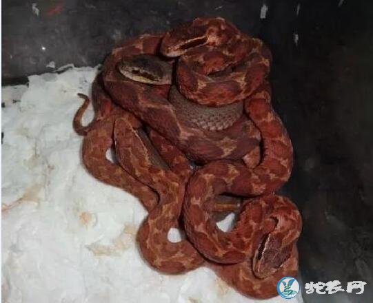 蝮蛇是怎么繁殖的?蝮蛇的繁殖方式是哪种?