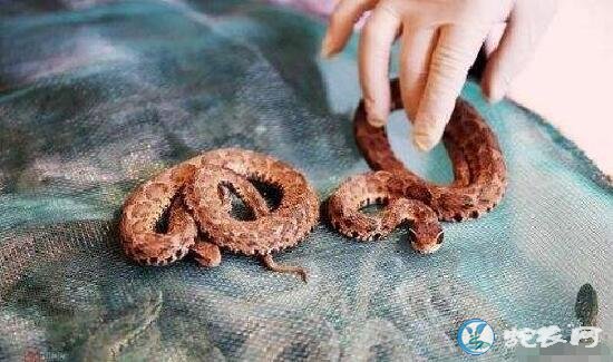 蝮蛇是怎么繁殖的?蝮蛇的繁殖方式是哪种?