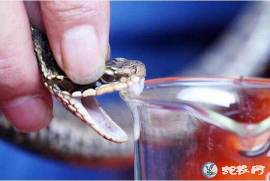 蝮蛇是怎么繁殖的？蝮蛇的繁殖方式是哪种？
