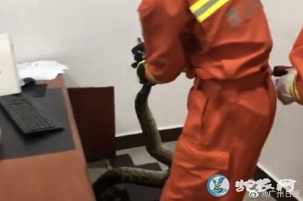 广东50斤重大蟒蛇竟爬进了办公室电脑主机