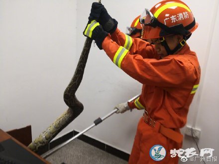 广东50斤重大蟒蛇竟爬进了办公室电脑主机