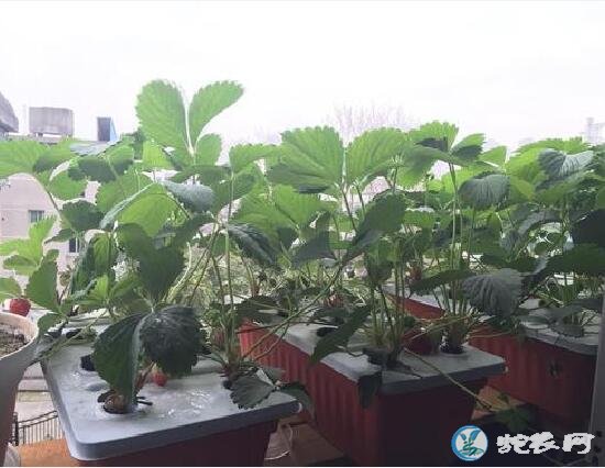 阳台无土栽培