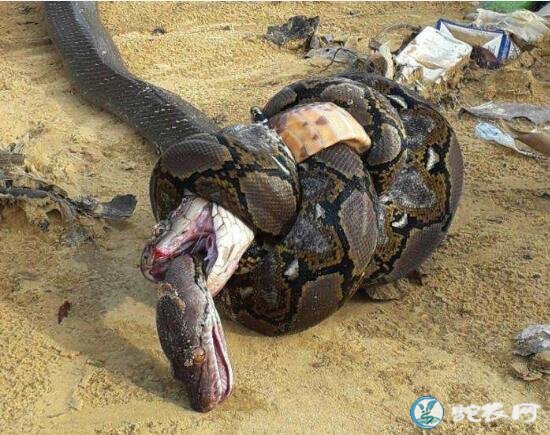 眼镜王蛇vs网纹蟒！一个被毒死！一个被勒死！