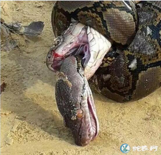 眼镜王蛇vs网纹蟒！一个被毒死！一个被勒死！