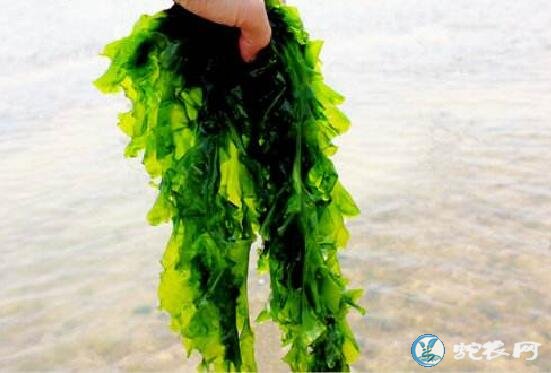 海白菜
