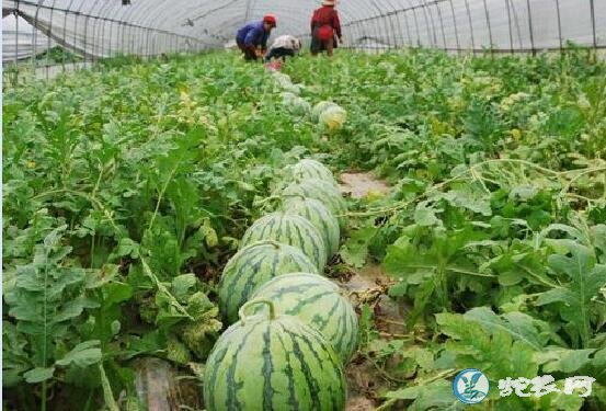 2019年8月23日西瓜价格行情
