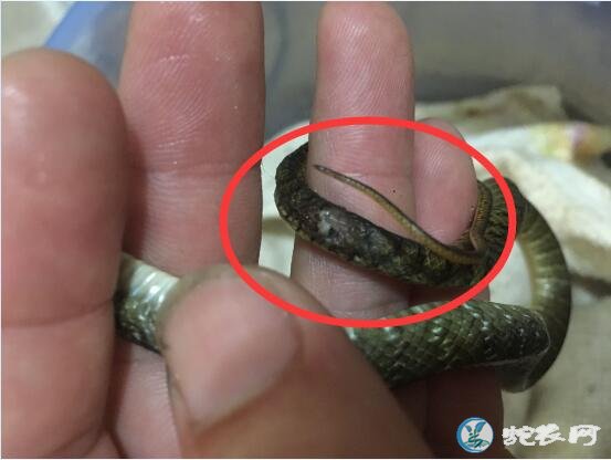 图说养蛇:一蛇友蛇苗尾部腐烂舍取问题探讨!