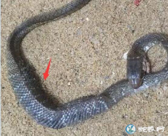 图说养蛇:一条蛇咬住自己、身体鼓胀死亡原因分析!