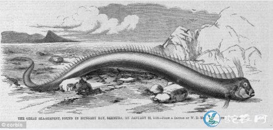 水怪海蛇、揭秘加拿大水怪奥古布古真相！