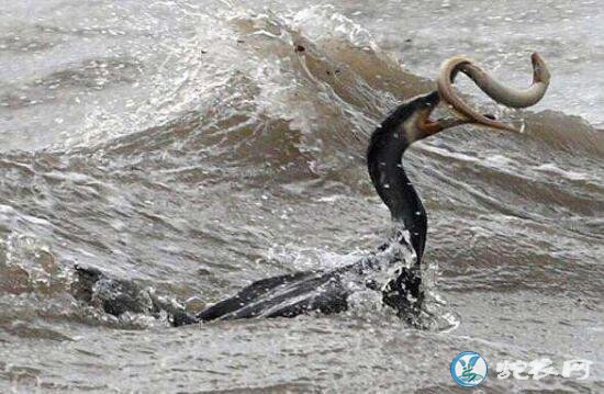 水怪海蛇、揭秘加拿大水怪奥古布古真相!