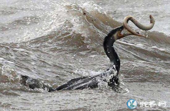 水怪海蛇、揭秘加拿大水怪奥古布古真相！