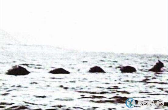 水怪海蛇、揭秘加拿大水怪奥古布古真相!
