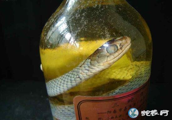 吃酒乌梢蛇过敏了怎么办？酒乌梢蛇会过敏吗？