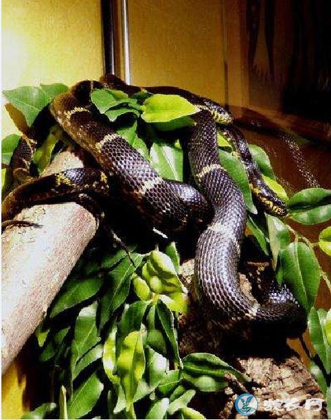 棕黑锦蛇当宠物蛇饲养方法分享
