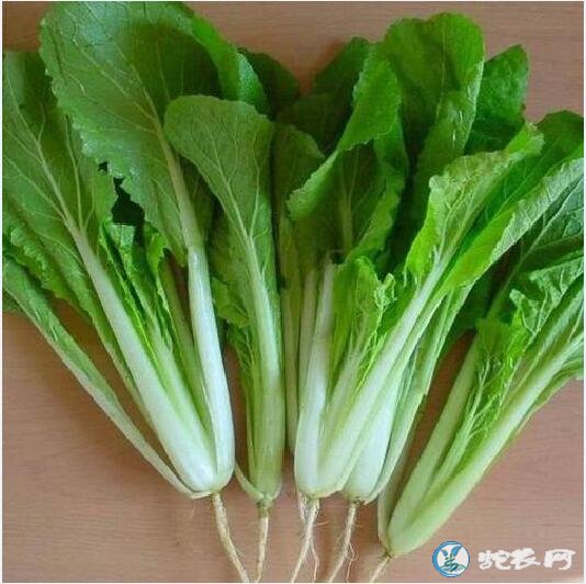 青菜大全
