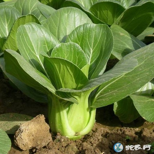 青菜大全,各种青菜的品种介绍【图】 - 青菜 - 蛇农网
