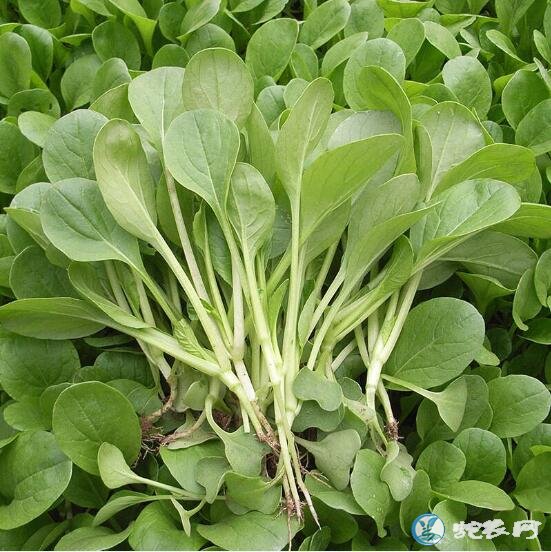 青菜大全