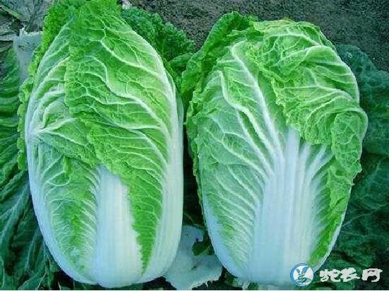 青菜大全