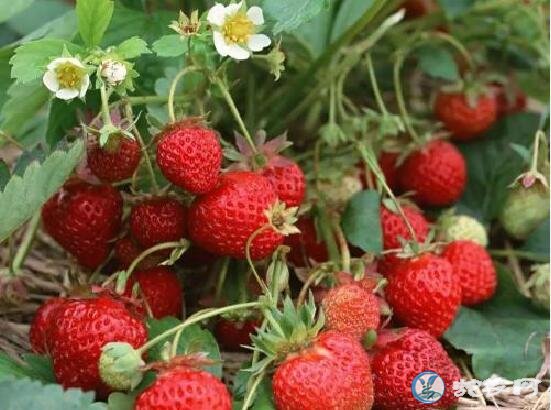 2019年8月26日草莓价格行情