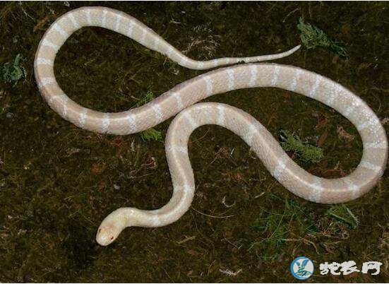 白色宠物蛇