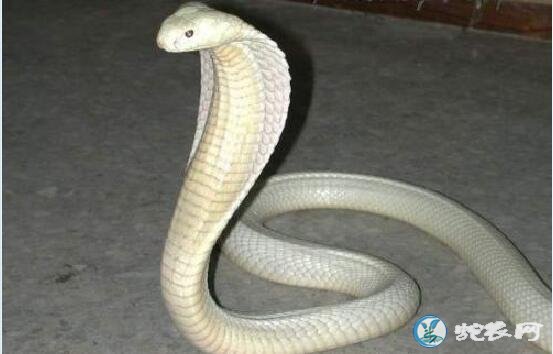 白色宠物蛇