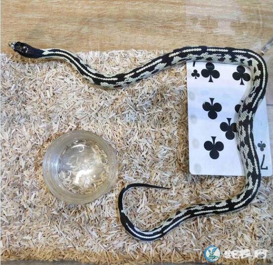 宠物蛇多少钱,雪花王蛇650元一条