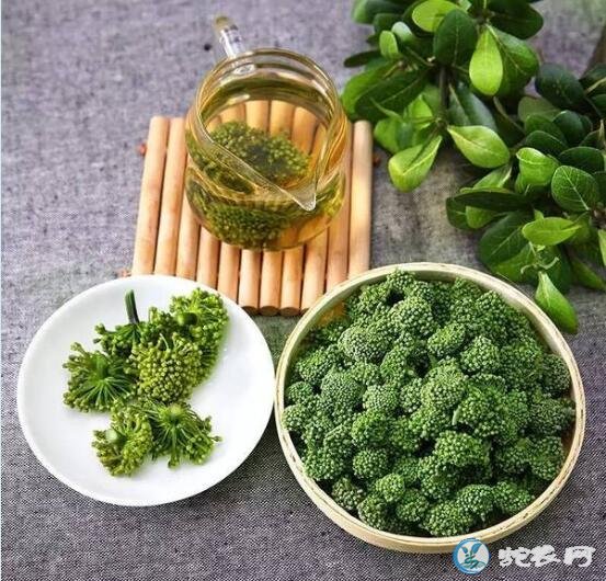 三七花、三七花泡水喝的功效与作用?
