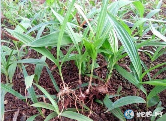 白芨种植基地