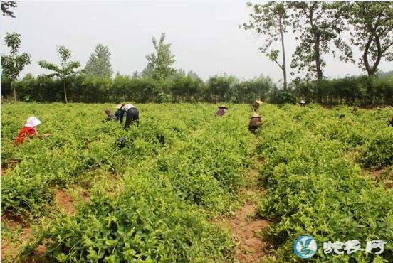 2019金银花种植前景怎么样?现在种植金银花还赚钱吗?