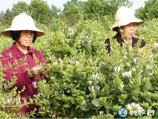 2019金银花种植前景怎么样?现在种植金银花还赚钱吗?