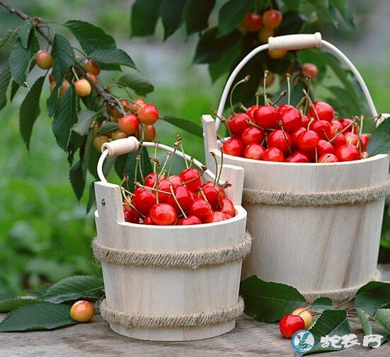 2019年8月29日樱桃价格行情