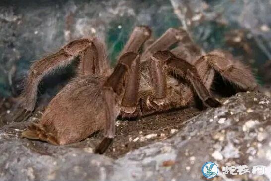 世界上最毒的蜘蛛，世界上十大毒蜘蛛排行榜！