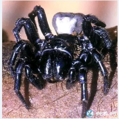 世界上最毒的蜘蛛，世界上十大毒蜘蛛排行榜！
