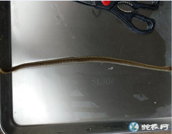 图说养蛇:水律蛇苗子死亡解剖分析!