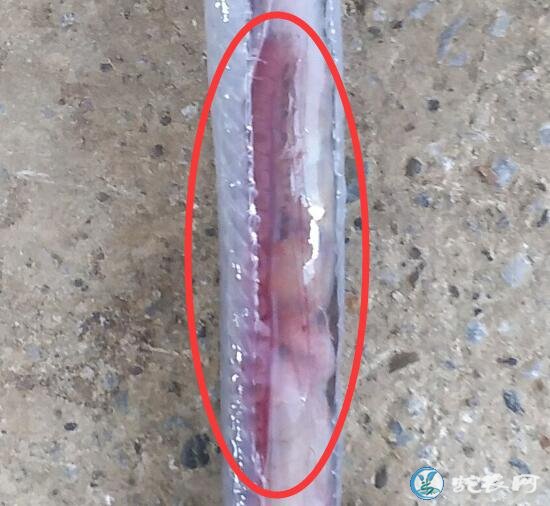 图说养蛇:水律蛇苗子死亡解剖分析!