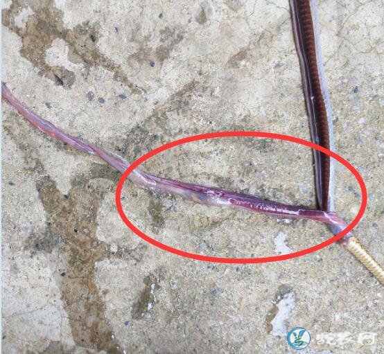 图说养蛇:水律蛇苗子死亡解剖分析!