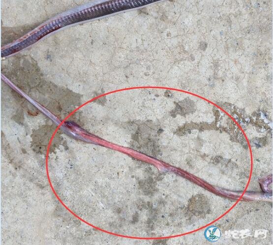 图说养蛇:水律蛇苗子死亡解剖分析!