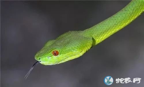 沈阳14岁男孩被自己养的毒蛇咬伤！中国十大毒蛇之一的竹叶青蛇！